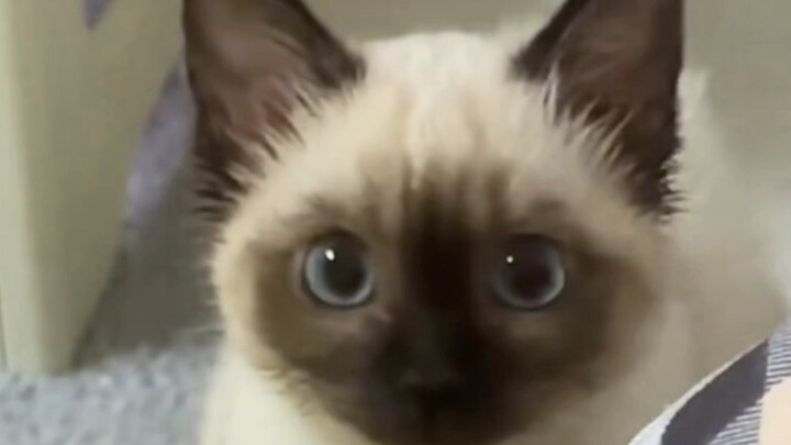 อ๊ะๆ มันร้องสองทีนั่นทำให้เพื่อนฉันหลงใหลไปหมดแล้ว
