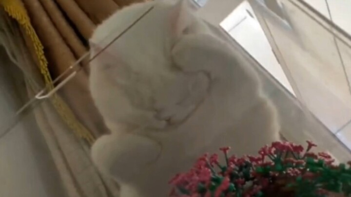 Sleeping positions are all kinds of weird and wonderful—cats take up half of them!