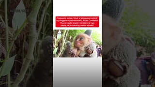 2 tarsier, hinuli at ginawang content ng vloggers mula South Cotabato?! | Kapuso Mo, Jessica Soho