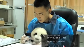 外网热议中国帅气保姆教熊猫宝宝写字，550万人浏览，女网友:熊猫好可爱，好想抱抱它的主人