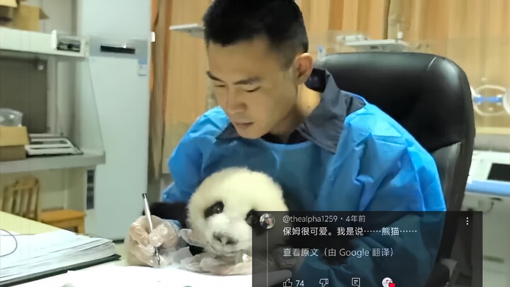 外网热议中国帅气保姆教熊猫宝宝写字，550万人浏览，女网友:熊猫好可爱，好想抱抱它的主人