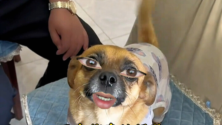 我骂的很脏，但你真的很装