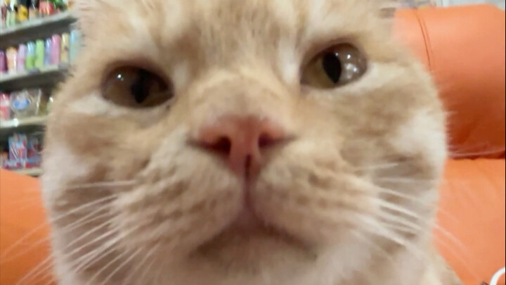 Bông hoa nghiêm túc