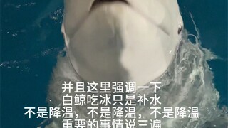 Why do beluga whales eat ice?