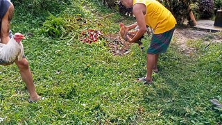 spar ng 3 years old