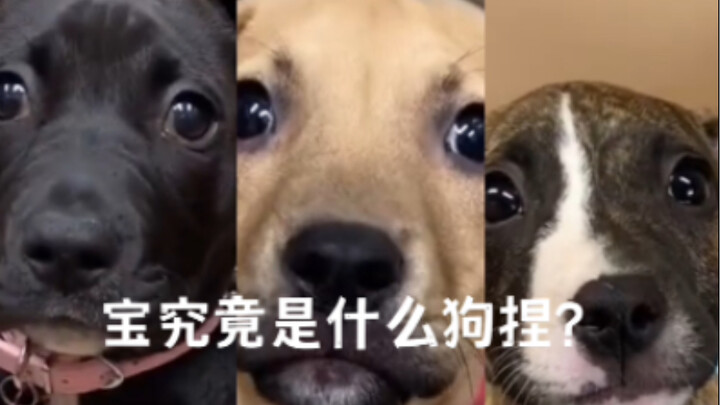 “A little dog whose whole life has been misidentified ( ; _ ; )”