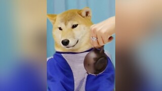 chó_cưng cúncon dog LearnOnTikTok BienHinhThatTich