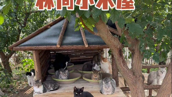 กระท่อมไม้กลางป่าเสร็จสมบูรณ์ อาณาจักรมนุษย์แมวแห่งใหม่กำลังจะผงาดขึ้น!