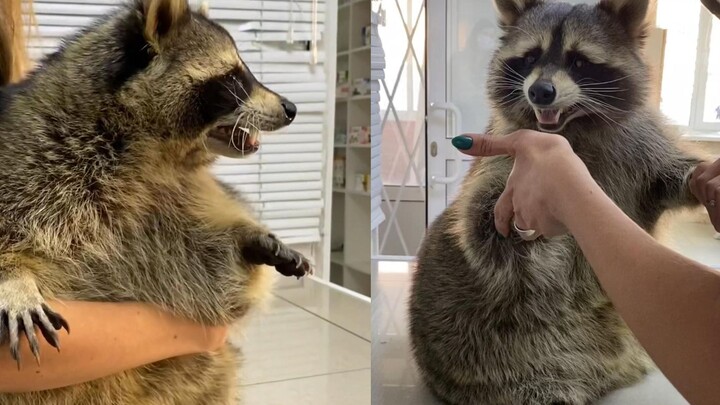This is bad! The unlucky raccoon swallowed its toy.