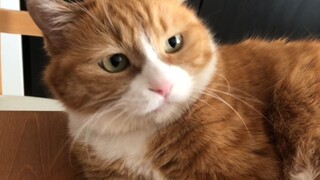 Seberapa cepat kucing mengubah wajahnya?
