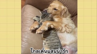 เพื่อนตัวน้อย สัตว์เลี้ยงแสนซน : โกลเด้นแสนน่ารัก