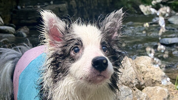 The perennial “water-dodging” guy finally went into the water! But…