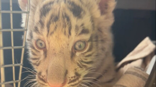 Ibu, bisakah Ibu menceritakan lagi kisah tentang bagaimana Ibu memilihku dari sekumpulan anak kucing
