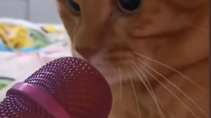 أقدم الميكروفون للقطط~