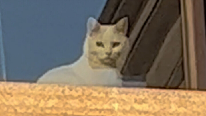 Saat kamu lagi asyik mengelus kucing di luar dan ketahuan sama kucing rumahmu sendiri…