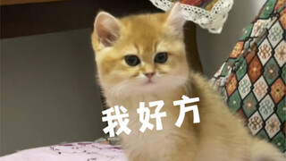 أليس من المعروف أن مطاردة الفتاة للشاب تُشبه الحاجز الرقيق؟ لماذا أختي الصغيرة صعبة هكذا...؟