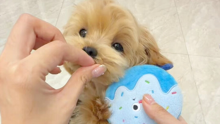 Woo-woo, Huang Miga gave me a tissue…