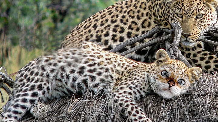 Semuanya bisa menjadi kucing!