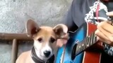 cute puppy singing