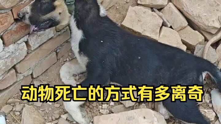 فحص الوفيات الغريبة للحيوانات 35