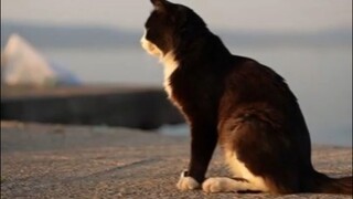 A japanese legend about  a method finding missing cat.
