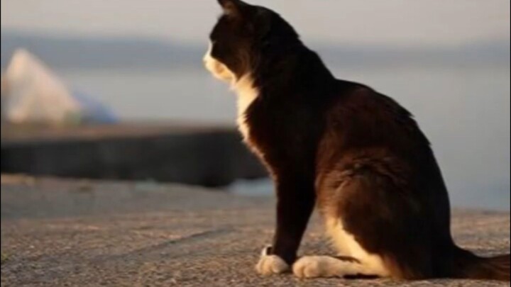 A japanese legend about  a method finding missing cat.