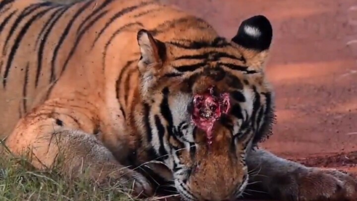 ما شاء الله! P243، الذي لم تُشف جروحه القديمة بعد، تعرض لإطلاق النار في الرأس مجددًا...