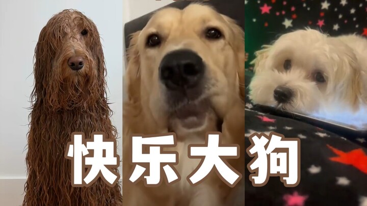 Happy Big Dog Compilation Pt. 28