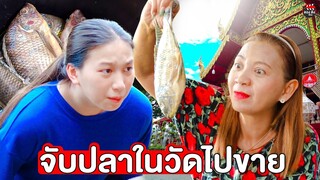 จับปลาในวัดไปขาย กรรมตามทันสมน้ำหน้าแม่ค้าขี้โกง I หนังสั้น ตอง ติง ฟิล์ม