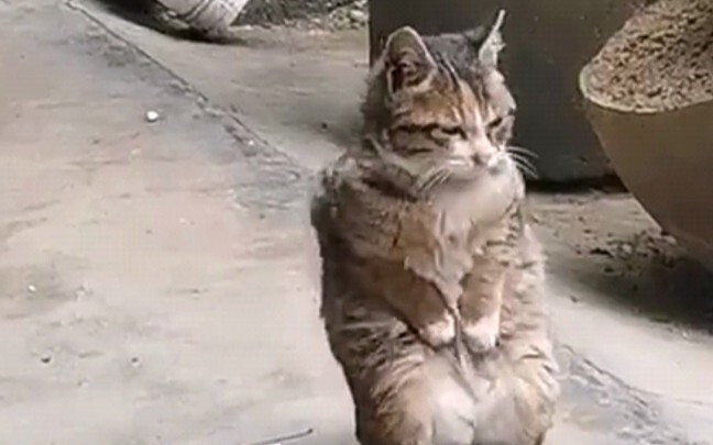 The kitten’s little paws are cold, but the kitten has no pockets to keep them warm.