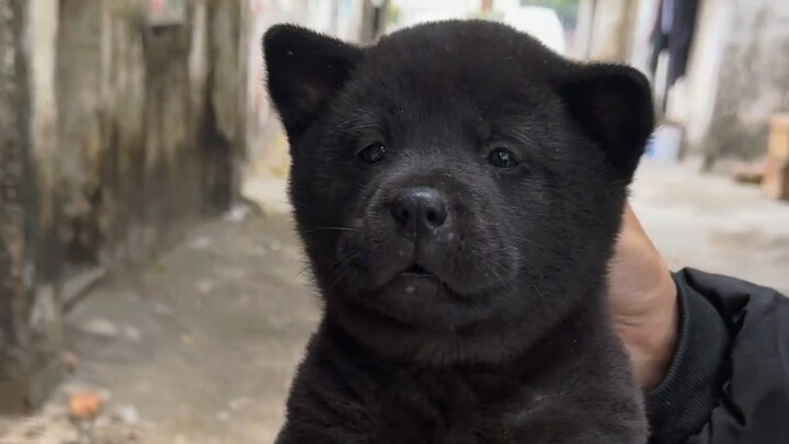 Những thay đổi của chó Ngũ Hắc khi trưởng thành