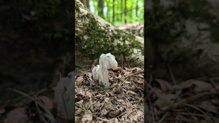 Parasitic Plants: Ghost Pipes