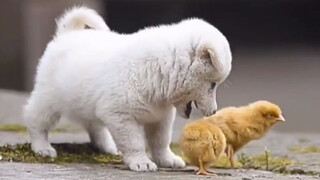 "Healing Moments with a Little Country Dog"