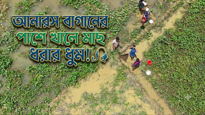মধুপুর আনারস বাগানের পাশে মাছ ধরার উতসব।Fishing in Modhupur