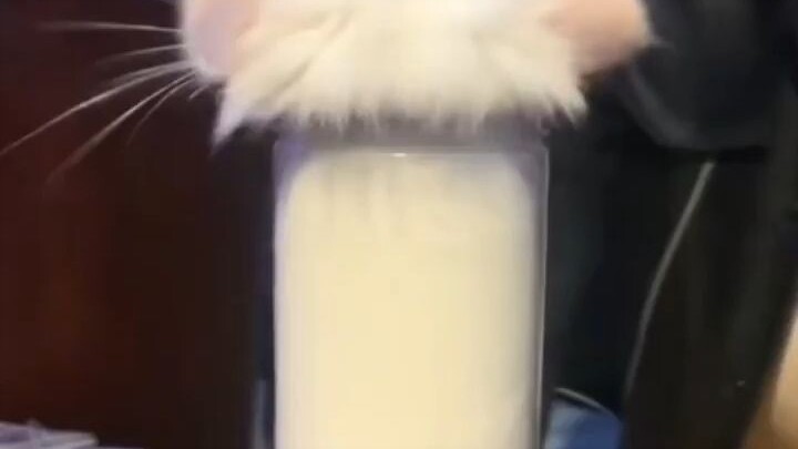 Funny Animals: What kind of ice cream is this? So cute! #LovelyPet #Totoro #Pets #CutePets