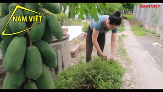 Bữa cơm của mẹ - ngày xưa ơi - Nam Việt