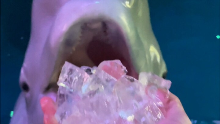 Apakah kalian bisa mengerti apa yang dikatakan Xiao Hei?