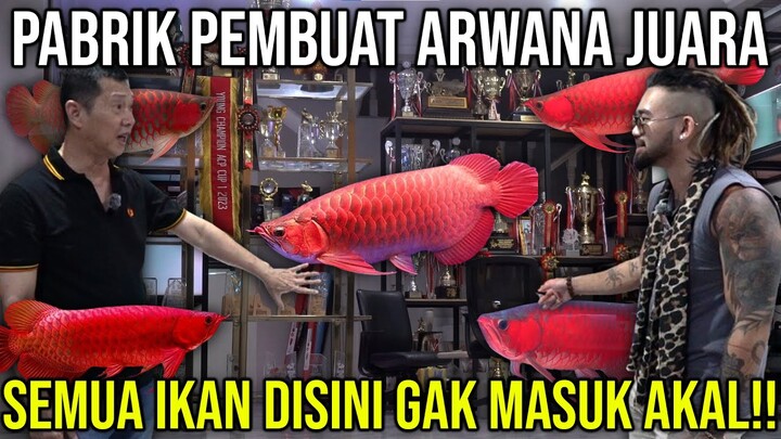 PABRIK PENCETAK ARWANA JUARA, SEMUA IKAN DISINI GA MASUK AKAL!! ALIONG RED ARWANA  #KINGOFTHEJUNGLE