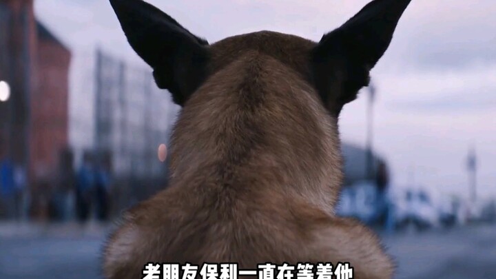 Bad Dad and Bad Brother, the dog has come to take his revenge #FilmReview #DogGod #NewMovieRelease