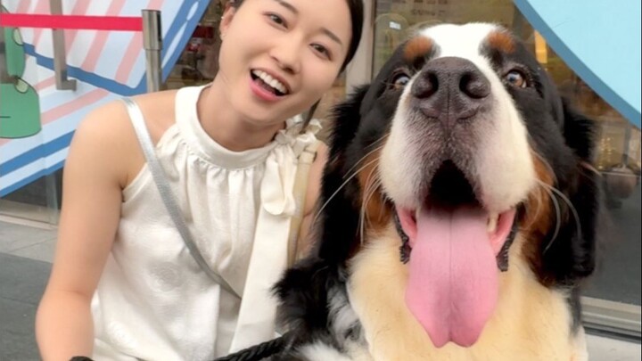Dắt cậu em trai dạo chơi với chú chó Bernese 50kg, không phải bạn thân mà còn sợ nữa cơ?