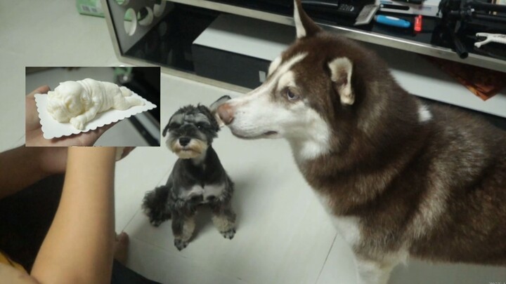 Husky: Mati pun aku nggak mau makan daging anjing? Eh, kok enak banget!
