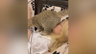 Chắc t kí đầu m quá Dưa ơi 🤧🤧 cat catsoftiktok mèo pet xuhuong foryou j4f