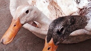 Biển Nguyễn ngọc | Vịt Nấu Giả Cầy. Bún Vịt Ăn Rất Ngon