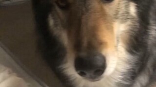 [Cute big wolfdog] You stinky human, don’t touch me! ——(After a while) Woo woo I want to be touched 