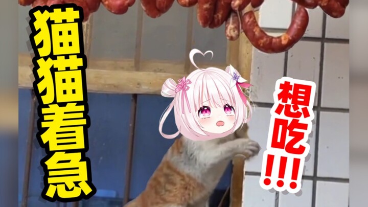 When cats get really anxious, they actually roar!