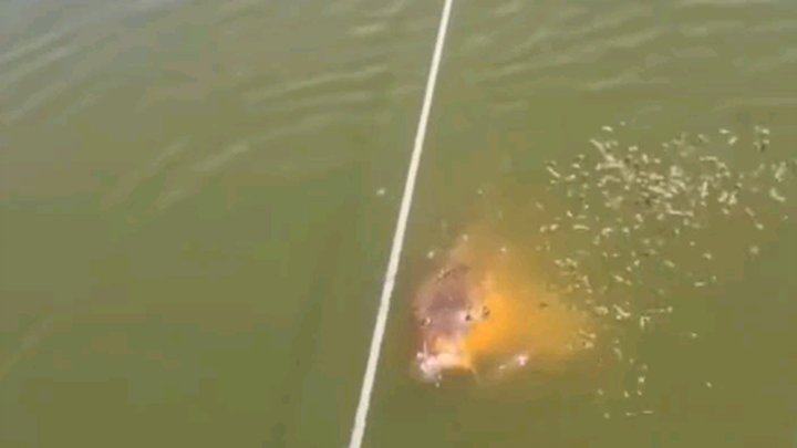 A fish with human-like qualities