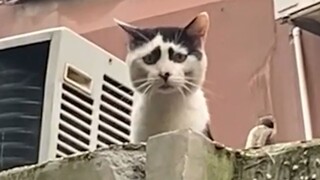 Khoảnh Khắc Hài Hước Thú Cưng - Chó Mèo Hài Hước | TRY NOT TO LAUGH ANIMALS Funny Pet Fails Clean