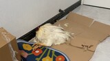 The chicken struggled all night and finally fell asleep
