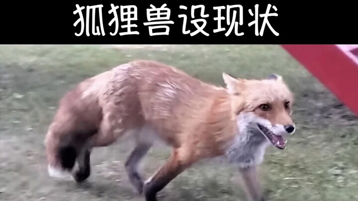 福瑞梗图（第七期）