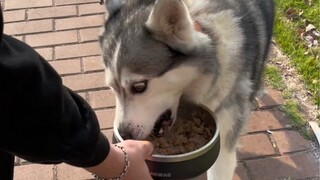 给狗子双倍的快乐